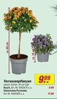 Terrassenpflanzen Busch Angebote bei toom Baumarkt Kamp-Lintfort für 9,99 €