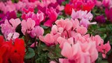 Mini Cyclamen en promo chez Gamm vert Mini Cyclamen dans le catalogue Gamm vert