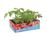 Gemüse-/ Tomatenpflanzen im aktuellen Prospekt bei Lidl in Basdahl