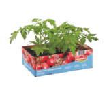 Gemüse-/ Tomatenpflanzen Angebot in Basdahl Gemüse-/ Tomatenpflanzen im aktuellen Prospekt bei Lidl in Basdahl