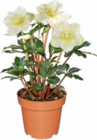 Christrose Angebote bei Netto Marken-Discount Freiberg für 3,99 €