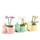 Oster-Arrangement von  im aktuellen OBI Prospekt für 19,99 €