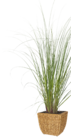 Aktuelle Blumentopf Angebote bei OBI in Potsdam Aktuelles Pflanzgefäß Polyrattan Angebot bei OBI in Potsdam ab 24,99 €