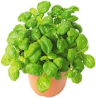 Basilikum Angebote von REWE Beste Wahl bei REWE Kassel für 1,39 €