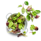 Aktuelle Salat Angebote bei Kaufland in Frankfurt (Main) Aktuelles Rucola Angebot bei Kaufland in Frankfurt (Main) ab 0,79 €