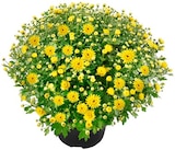 Chrysanthemenbusch Angebote bei Penny Düren für 3,49 €