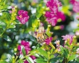 Geranie im Angebot bei BayWa Bau- und Gartenmärkte in Passau Geranie Angebote bei BayWa Bau- und Gartenmärkte Passau für 2,99 €
