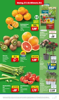 Blumen Angebot im aktuellen Lidl Prospekt auf Seite 3