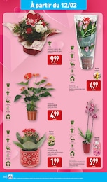 Offre Orchidée dans le catalogue Aldi du moment à la page 37