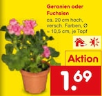 Geranien von  im aktuellen Netto Marken-Discount Prospekt für 1,69 €