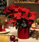 Weihnachtsstern bei Hagebaumarkt im Steinhagen Prospekt für 1,99 €