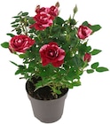 Penny - Topfrose Angebot im Prospekt Topfrose bei Penny im Prospekt "" für 2,79 €