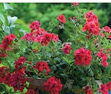 Promo Plants de Géranium Lierre Simple à 6,49 € dans le catalogue Hyper U à Colmar