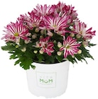 Chrysantheme »Let's twist again« im Angebot bei REWE in Gelsenkirchen Chrysantheme »Let's twist again« Angebote von VitaMum bei REWE Gelsenkirchen für 3,79 €