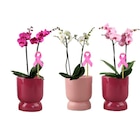 Orchidée en promo chez Carrefour Mulhouse à 13,99 €
