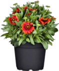 Prärie-Kokardenblume (Gaillardia aristata) im Angebot bei OBI in Amberg Prärie-Kokardenblume (Gaillardia aristata) Angebote von GROW by OBI bei OBI Amberg für 7,99 €