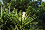 Jardiland Chambry - Promo Yucca en variétés Promo Yucca en variétés à 15,99 € dans le catalogue Jardiland à Chambry