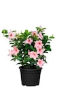 ALDI Nord - Hibiskus/Dipladenia Angebot im Prospekt Hibiskus/Dipladenia bei ALDI Nord im Prospekt "" für 8,99 €