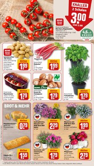 Tomaten im REWE Prospekt "Dein Markt" mit 28 Seiten (Siegen (Universitätsstadt))