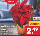 Aktuelles Weihnachtsstern Angebot bei Netto Marken-Discount in Nürnberg ab 2,49 €