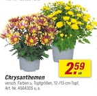 Aktuelles Chrysanthemen Angebot bei toom Baumarkt in Dortmund ab 2,59 €