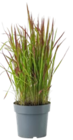 Gartenpflanze im Kaufland Prospekt Gartenpflanze im aktuellen Kaufland Prospekt für 6,99 €