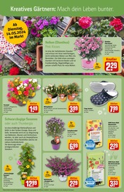 Ähnliche Angebote wie Tulpen im Prospekt "Dein Markt" auf Seite 13 von REWE in Neubrandenburg
