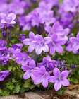 Glockenblume im Angebot bei Garten-Center Nordharz GmbH & Co. KG in Kassel Glockenblume Angebote bei Garten-Center Nordharz GmbH & Co. KG Kassel für 3,99 €