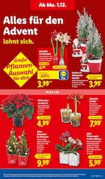 Orchidee im Lidl Prospekt Orchidee im Lidl Prospekt LIDL LOHNT SICH auf S. 65