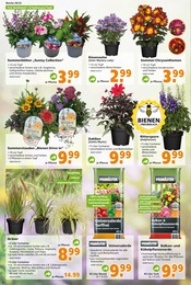 Lidl Blumen Angebot ᐅ Finde den Preis im aktuellen Prospekt