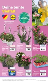 Ähnliche Angebote wie Tulpen im Prospekt "LIDL LOHNT SICH" auf Seite 9 von Lidl in Oranienburg