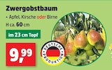 Zwergobstbaum im Angebot bei Thomas Philipps in Rosenheim Zwergobstbaum Angebote bei Thomas Philipps Rosenheim für 0,99 €