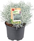 Aktuelle Pflanzen Angebote bei REWE in Mönchengladbach Aktuelles Stacheldrahtpflanze Angebot bei REWE in Mönchengladbach ab 1,69 €