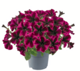 toom Baumarkt Pfungstadt - Petunien-Besonderheiten Angebot im Prospekt Petunien-Besonderheiten bei toom Baumarkt im Pfungstadt Prospekt für 3,59 €