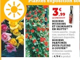 Rosiers buissons et grimpants en motte dans le catalogue Hyper U