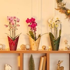 Orchidée Phalaenopsis en promo chez Carrefour Market Orchidée Phalaenopsis dans le catalogue Carrefour Market