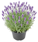 Lavendel Early Scent bei Thomas Philipps im Tuttlingen Prospekt für 3,33 €