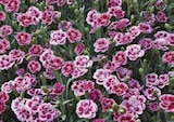 Duft-Nelken (Dianthus 'Pink Kisses') im aktuellen Globus-Baumarkt Prospekt