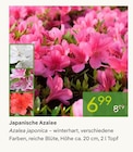 Japanische Azalee im aktuellen Pflanzen Kölle Prospekt
