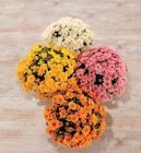 Chrysanthème - U - U Express à Épinal Chrysanthème - U en promo chez U Express Épinal à 6,99 €