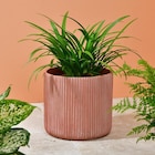 Promo Cache pot cotele terracota à 6,99 € dans le catalogue B&M ""