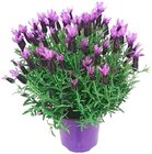 Aktuelle Blumen Angebote bei REWE in Mannheim Aktuelles Nelken Trio Angebot bei REWE in Mannheim ab 3,33 €