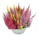 Blumen Ostmann Bad Zwischenahn - Trio-Knospenerheide Angebot im Prospekt Trio-Knospenerheide bei Blumen Ostmann im Bad Zwischenahn Prospekt für 7,99 €