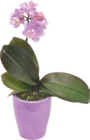 MINI ORCHIDÉE 1 BRANCHE - GARDENLINE en promo chez Aldi MINI ORCHIDÉE 1 BRANCHE - GARDENLINE dans le catalogue Aldi