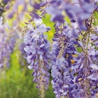 Promo Glycine SINENSIS BLEU. Le pot de 1,3 litres à 8,99 € dans le catalogue Botanic à Semécourt