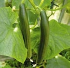 Gurkenpflanzen Angebote bei BayWa Bau- und Gartenmärkte Reutlingen für 3,79 €