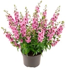 Aktuelle Blumen Angebote bei Penny in Hamburg Aktuelles Engelsgesicht Angebot bei Penny in Hamburg ab 1,99 €