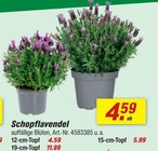 Schopflavendel Angebote bei toom Baumarkt Herne für 4,59 €