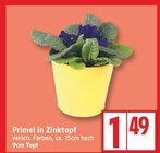 Primel in Zinktopf für 1,49 € bei EDEKA im Angebot Primel in Zinktopf im aktuellen EDEKA Prospekt