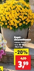Kugelchrysanthemen für 3,99 € bei Thomas Philipps im Angebot Kugelchrysanthemen im aktuellen Thomas Philipps Prospekt